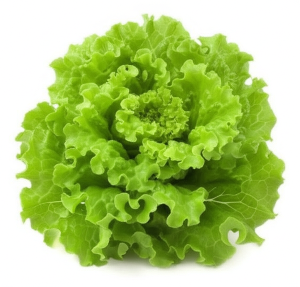 Lechuga batavia