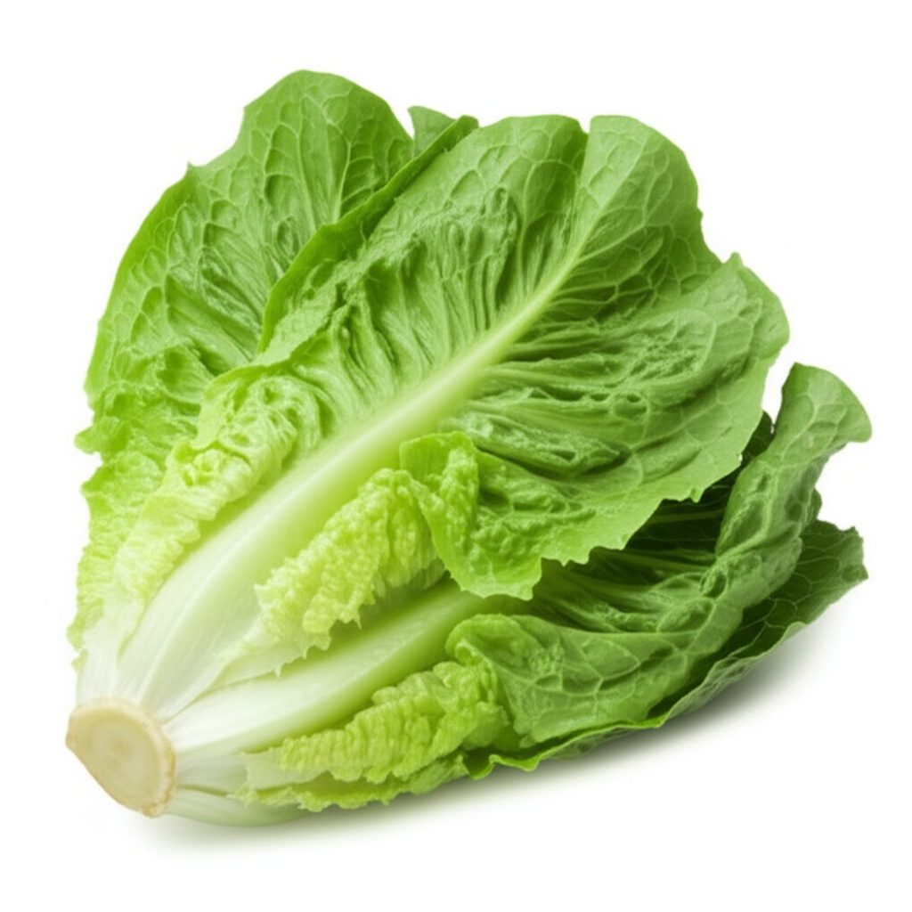 lechuga romana
