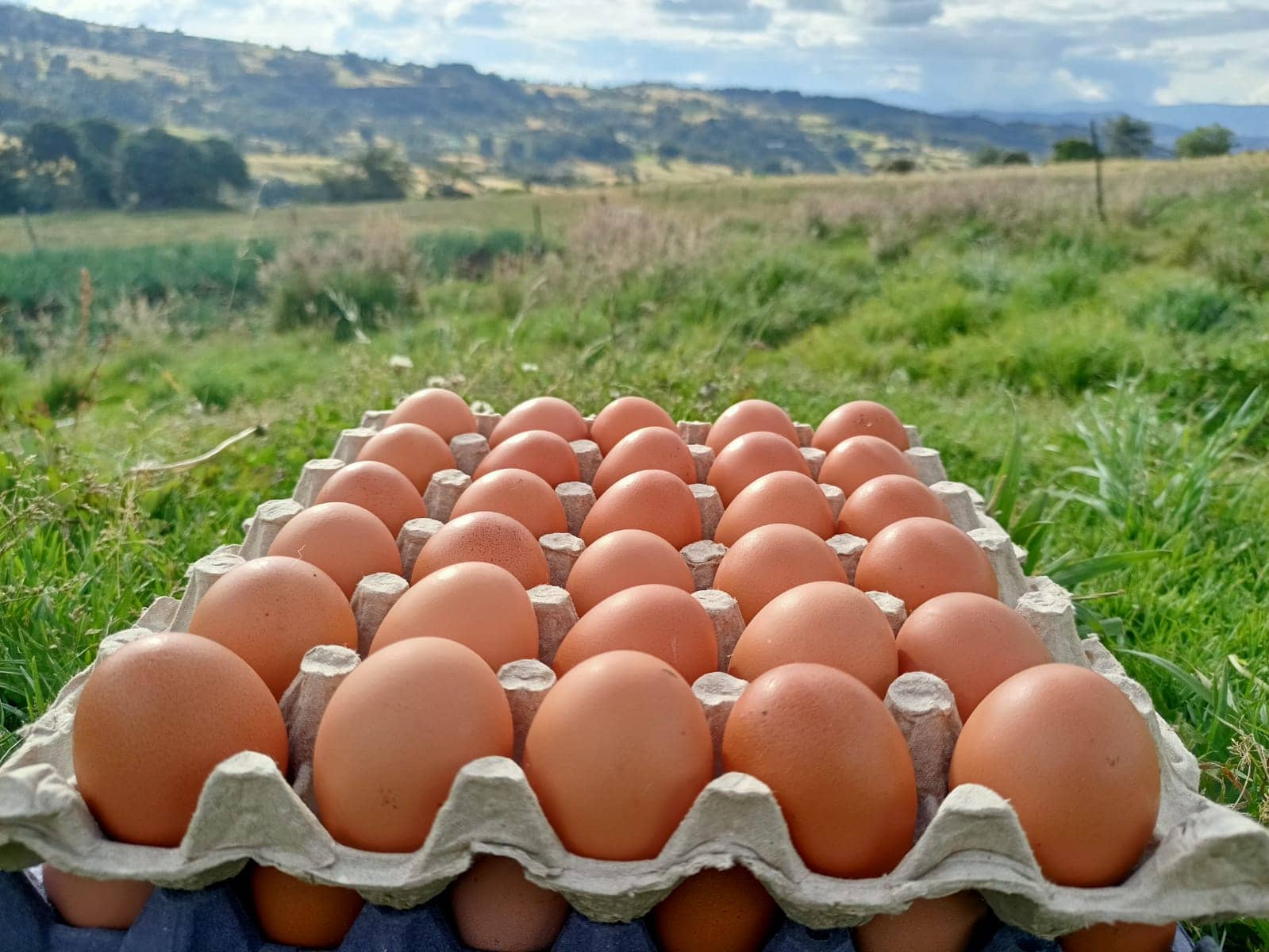 Huevos campesinos de gallina libre