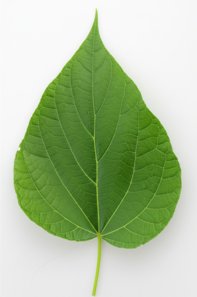 Hoja de ayu